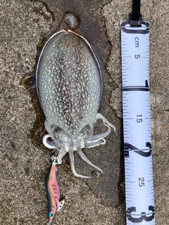シリヤケイカの釣果