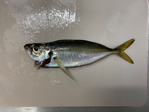 アジ