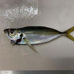 アジ