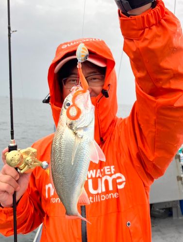 イシモチの釣果