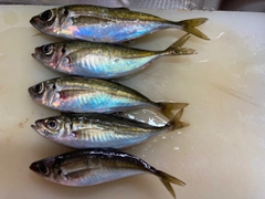 アジの釣果
