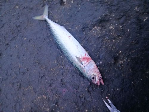 サバの釣果
