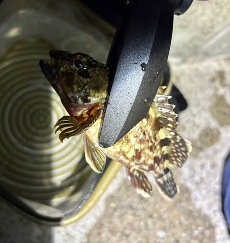 カサゴの釣果