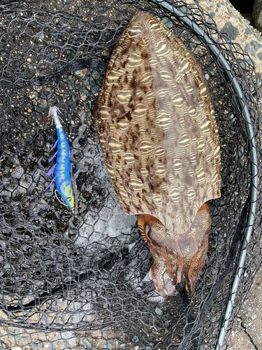 モンゴウイカの釣果
