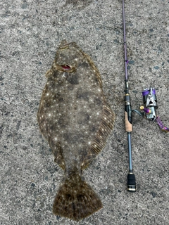 ヒラメの釣果