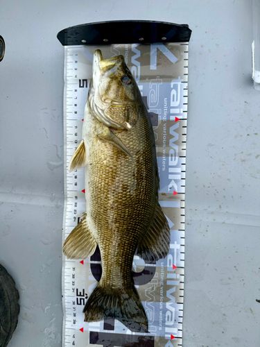 スモールマウスバスの釣果