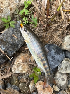 ヤマメの釣果