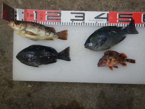メバルの釣果