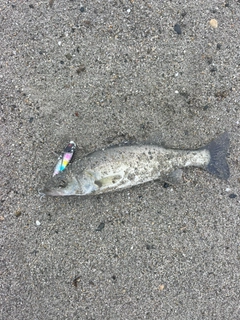 セイゴ（マルスズキ）の釣果