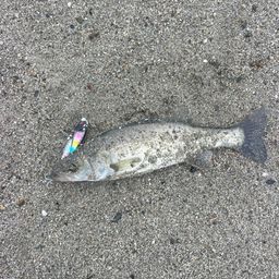 セイゴ（マルスズキ）