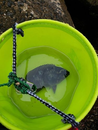 メジナの釣果