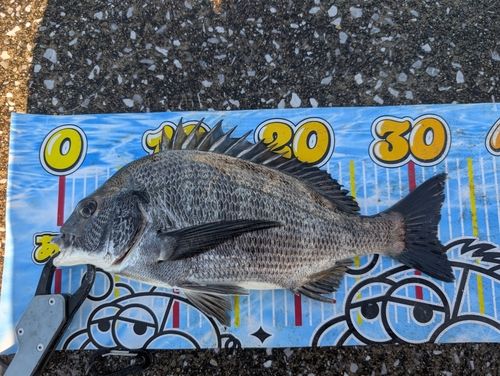 クロダイの釣果