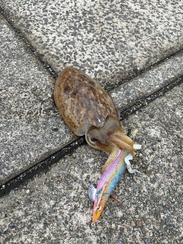 ハリイカの釣果