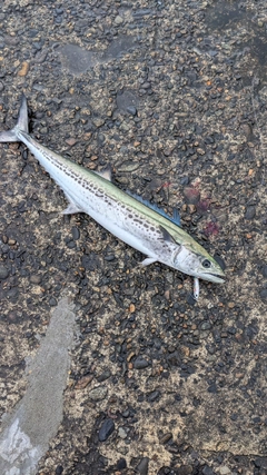 サゴシの釣果