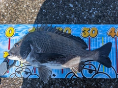クロダイの釣果