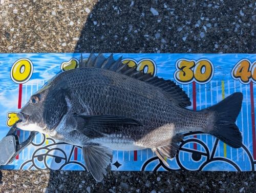 クロダイの釣果