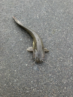 ナマズの釣果