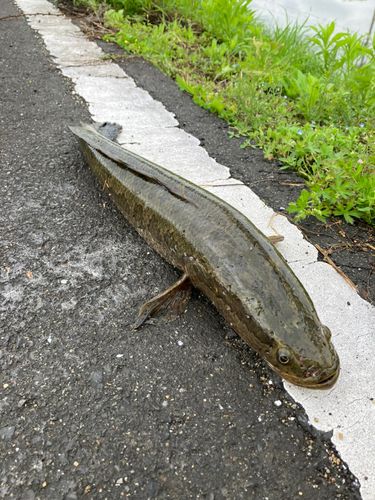 ライギョの釣果
