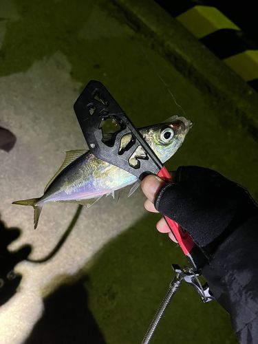 マアジの釣果