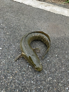 ライギョの釣果