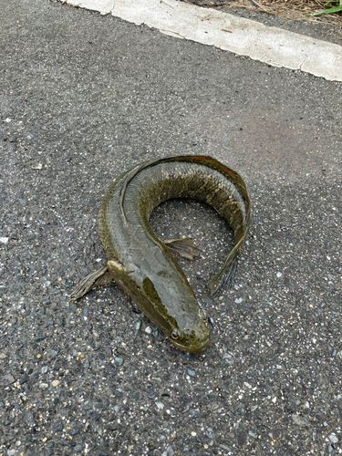 ライギョの釣果