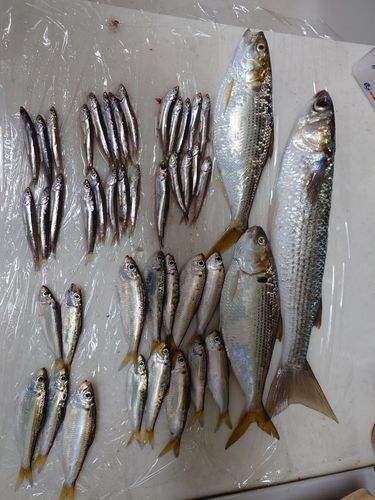 カタクチイワシの釣果