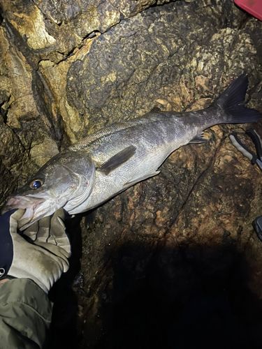 フッコ（マルスズキ）の釣果