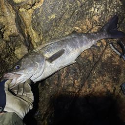 フッコ(マルスズキ)