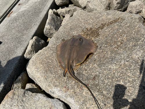 アカエイの釣果