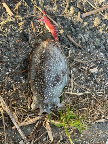 シリヤケイカの釣果