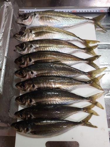 アジの釣果