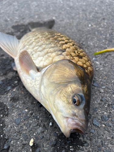 フナの釣果