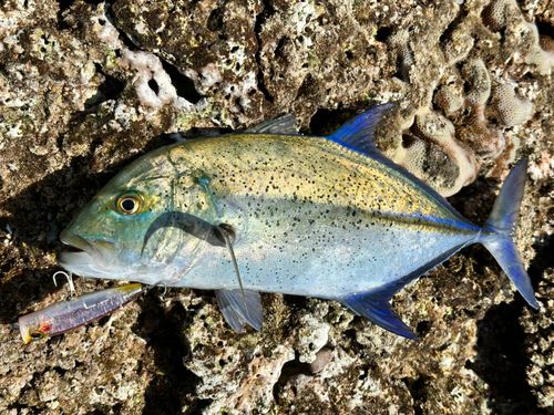 カスミアジの釣果