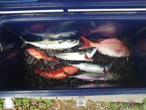 釣果