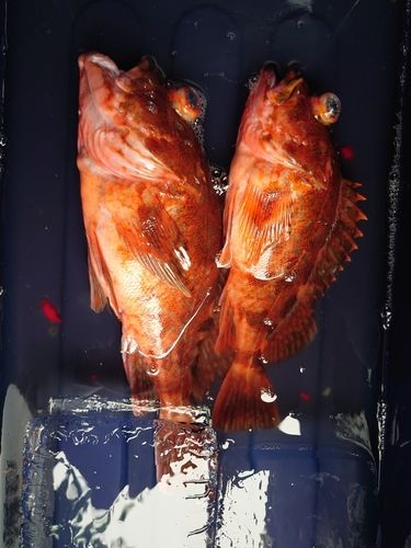 釣果
