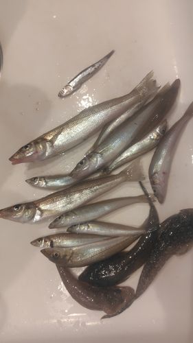 シロギスの釣果