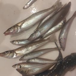 シロギス