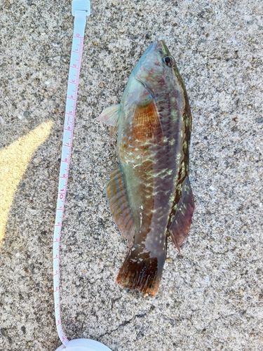 ベラの釣果