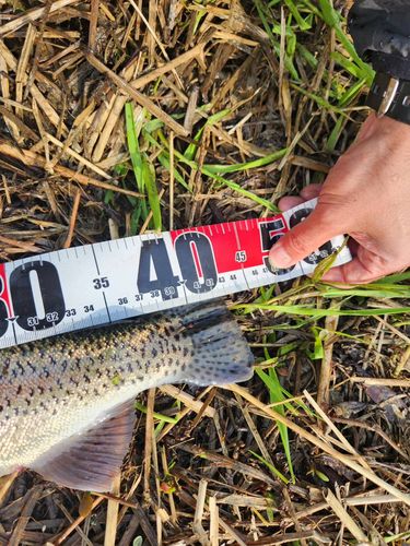 ニジマスの釣果