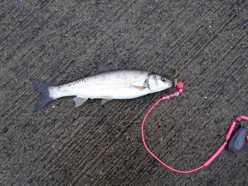 ウグイの釣果