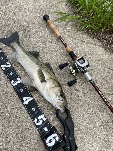 シーバスの釣果