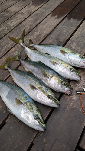 ハマチの釣果