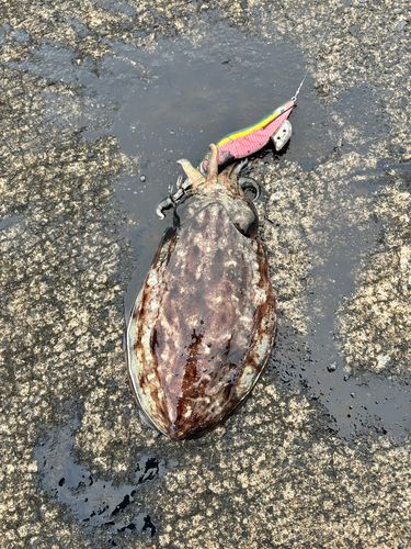 コウイカの釣果