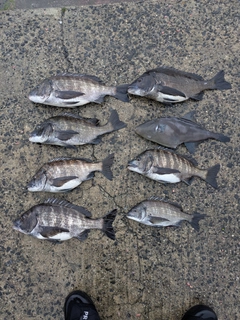 チヌの釣果