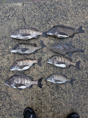 チヌの釣果