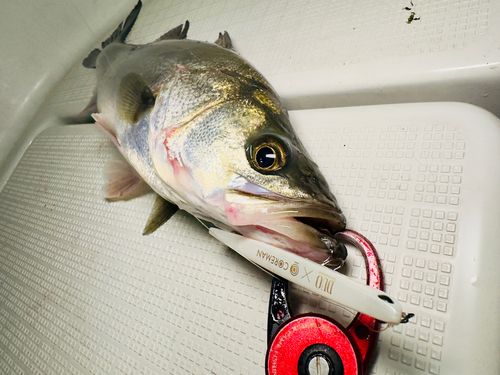 シーバスの釣果