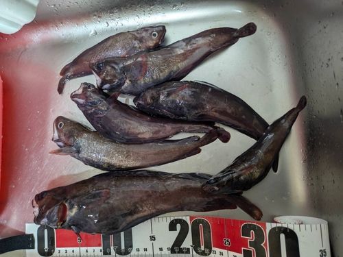 ドンコの釣果