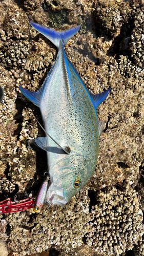 カスミアジの釣果