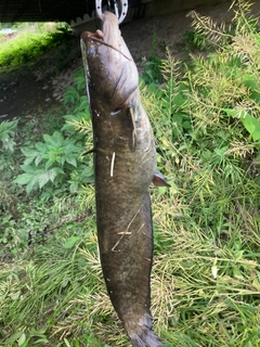 ナマズの釣果