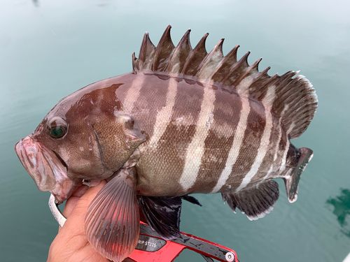 マハタの釣果